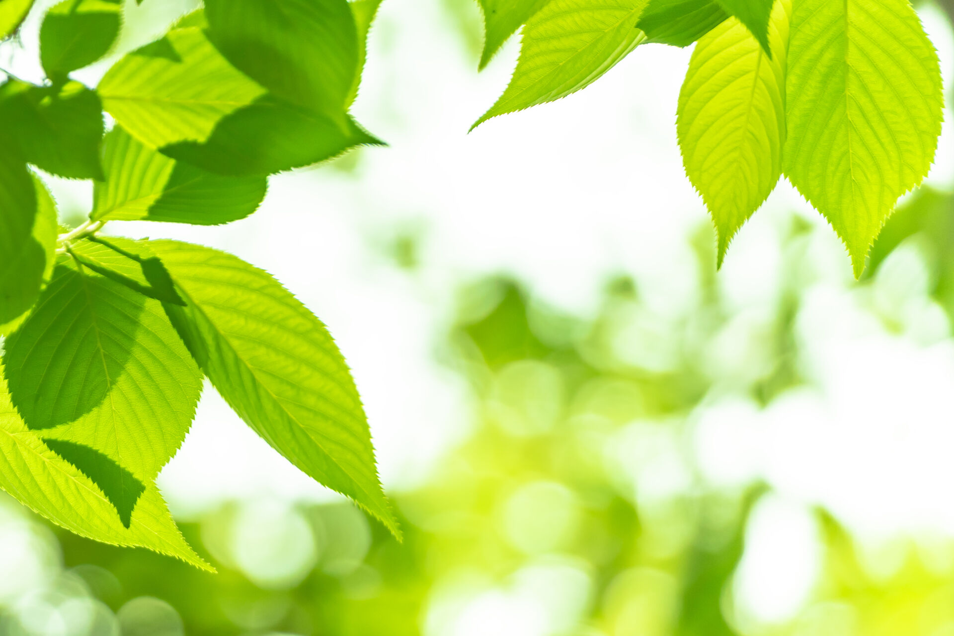 AdobeStock_265778340